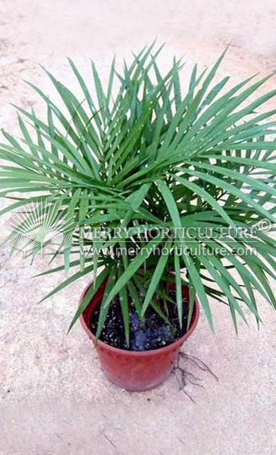 Rhopalobaste ceramica (Jawa palm)